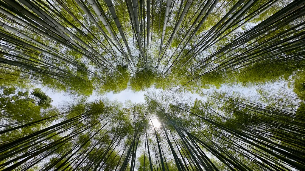 Bamboo - Shot on 2024-05-23 in Kyoto, Kyoto