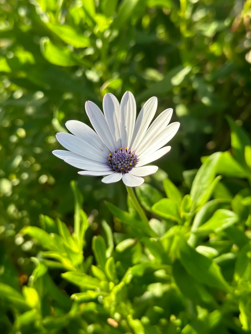 Floral 2 - Shot on 2022-12-28 in Céuta, Spain