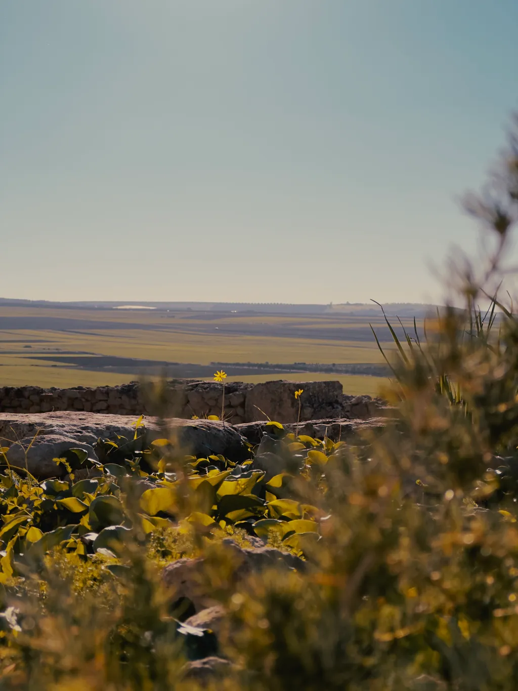 Floral - Shot on 2022-12-23 in Volubilis, Morocco