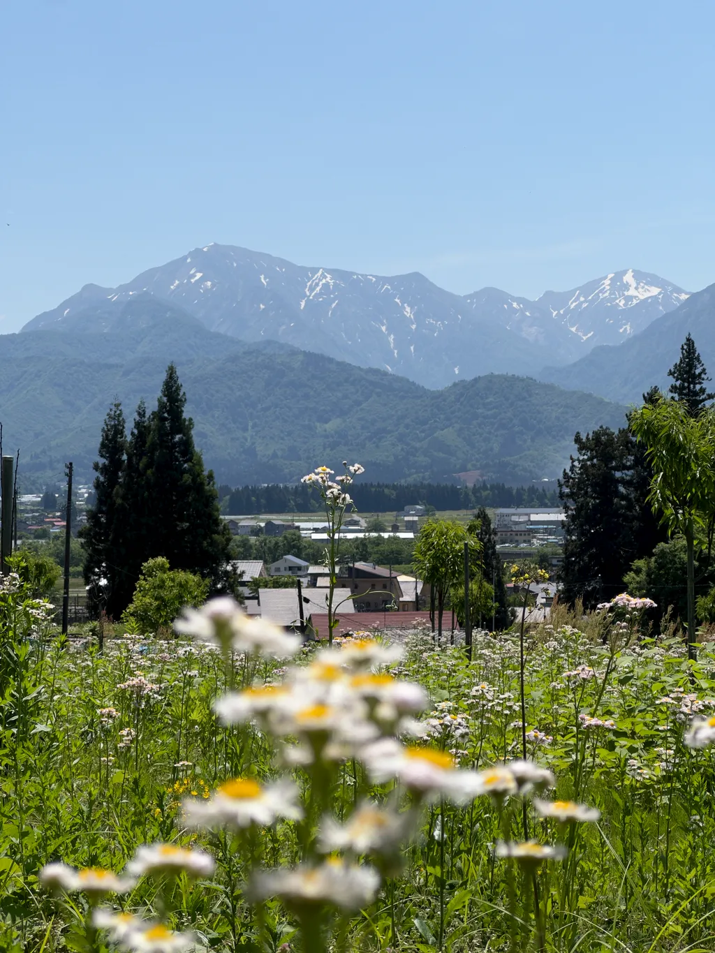 Flower Valley - Shot on 2024-05-22 in Minamiuonoma, Niigata