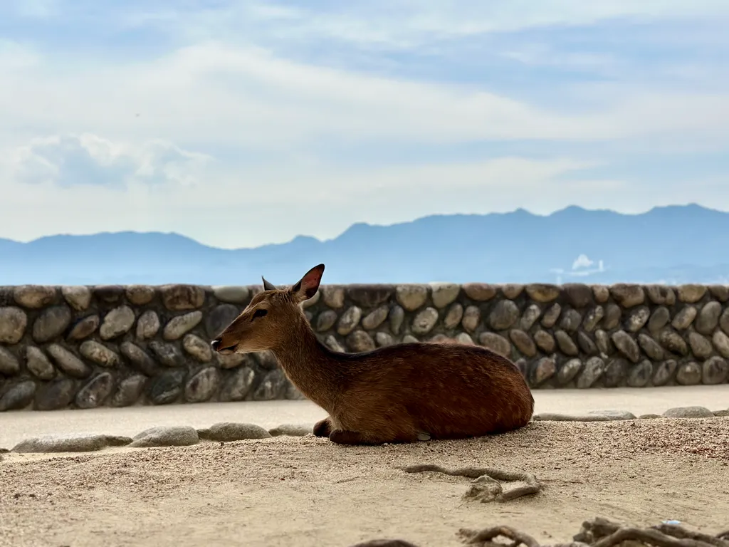 Sika - Shot on 2024-05-24 in Hatsukaichi, Hiroshima