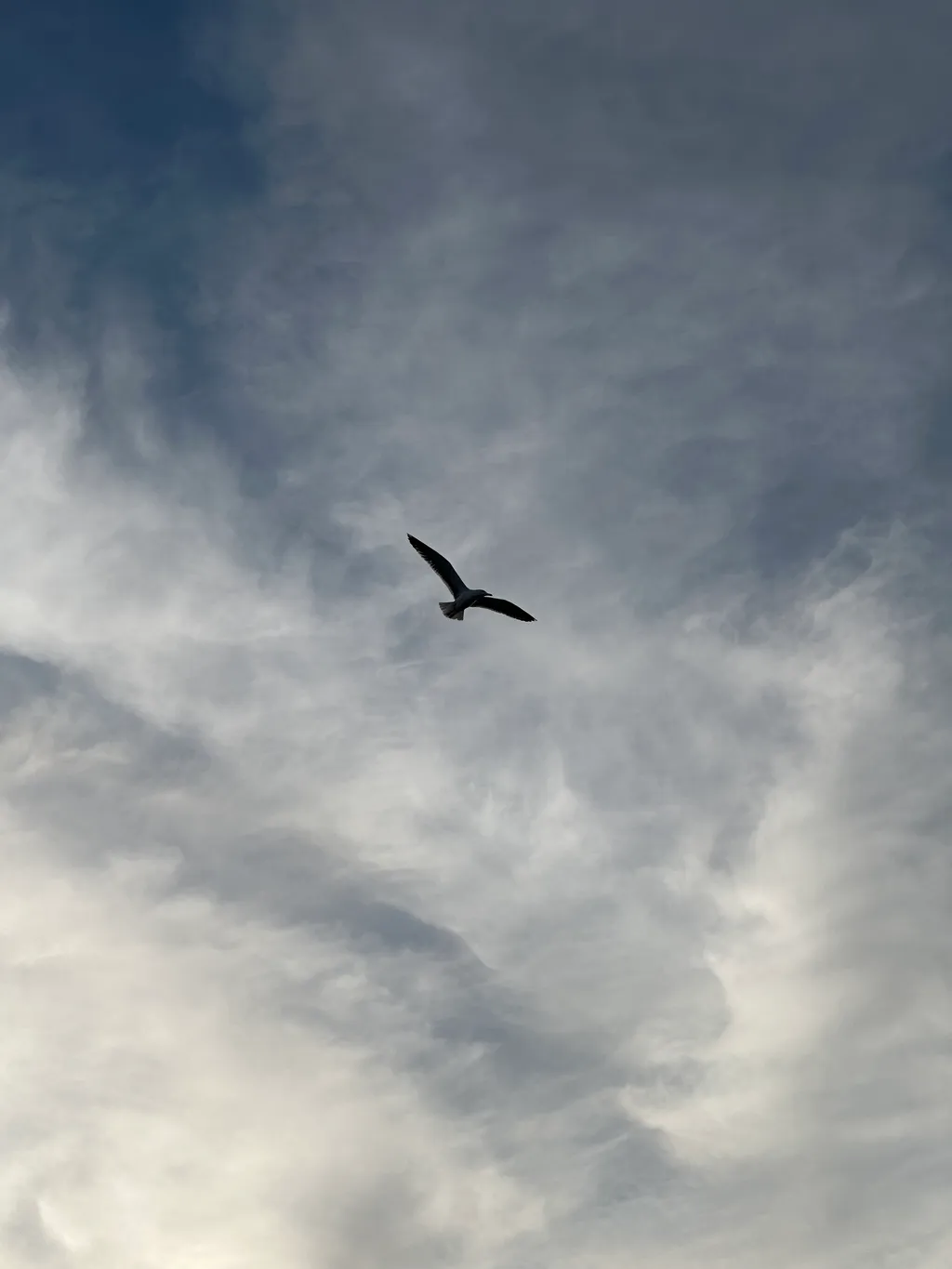 Soaring 2 - Shot on 2022-12-27 in Tangier, Morocco