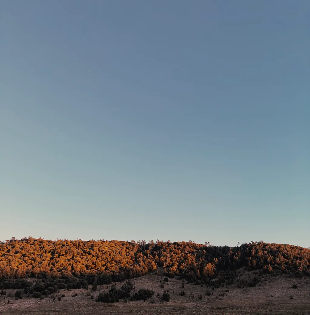 Sunset Forest - Shot on 2022-12-22 in Ifrane, Morocco